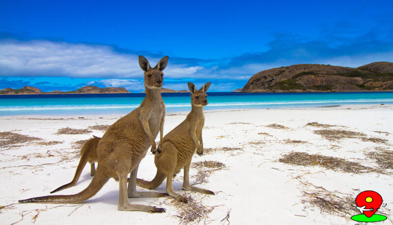 KangarooIsland เกาะที่มีความสวยงามน่าจะไปท่องเที่ยว แห่งหนึ่งของออสเตรเลีย