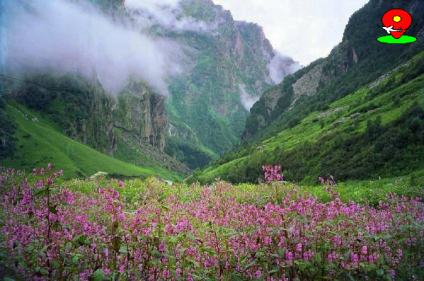 Valley of Flowers